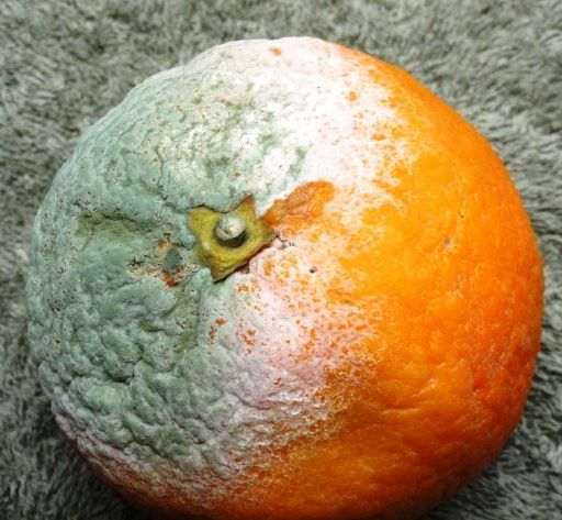 What does a bad orange look like