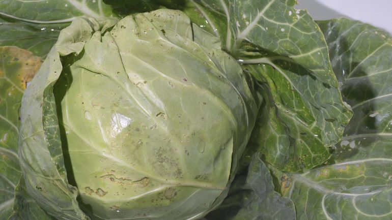 how do you know if cabbage is bad